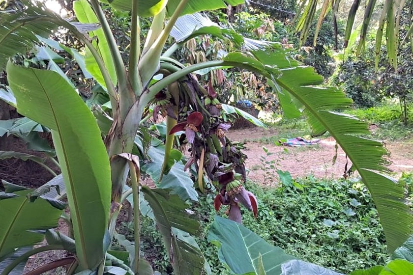 এক কলাগাছে ১৪ মোচা, দেখতে উৎসুক মানুষের ভিড়
