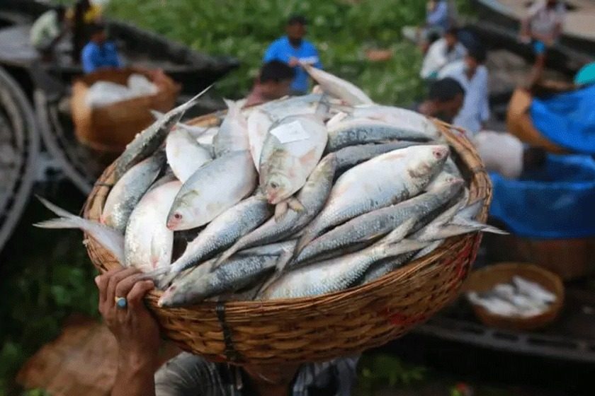 আগামী ৮ অক্টোবর থেকে ২২ দিন ইলিশ আহরণ নিষিদ্ধ